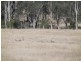 Lot 223 – 66 Hannah Lane, Haigslea QLD 4306