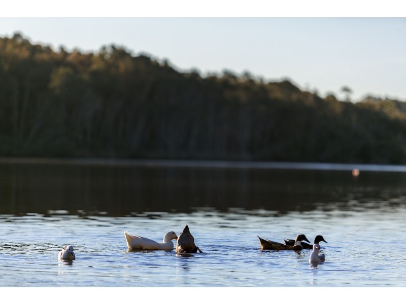 12 and 13/14 Robertson Street, Narrabeen NSW 2101