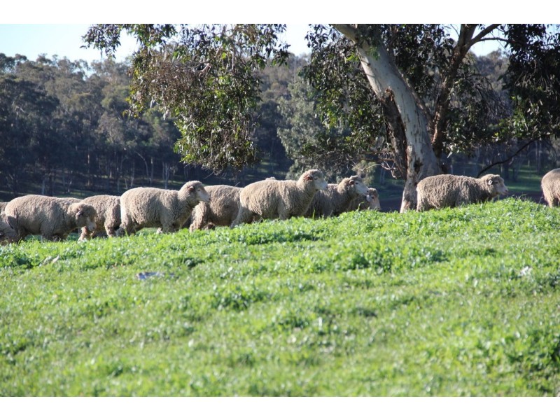 Lot 23 Chittering Road, Lower Chittering WA 6084