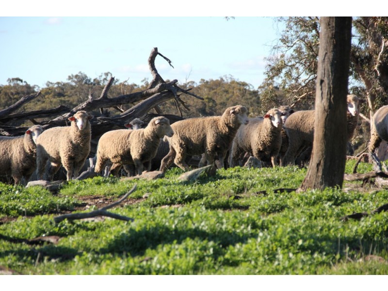 Lot 23 Chittering Road, Lower Chittering WA 6084