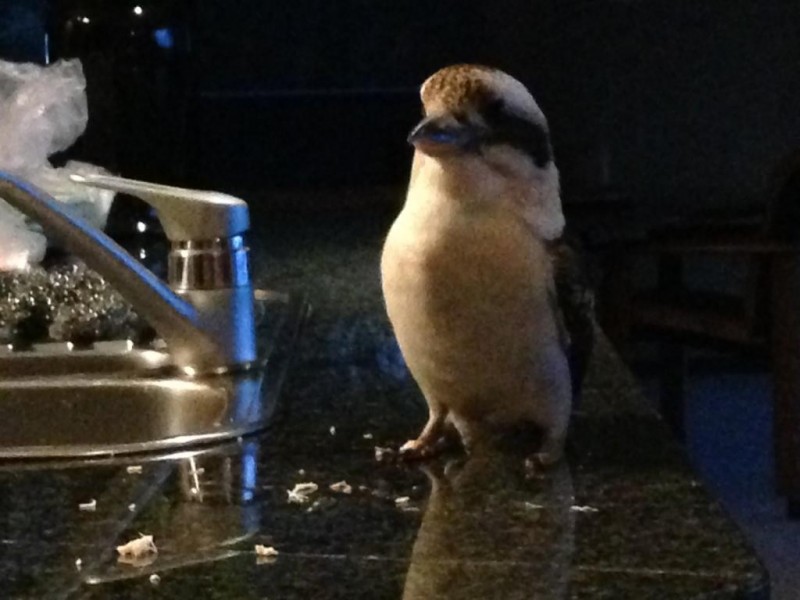 Kurrajong Heights NSW 2758