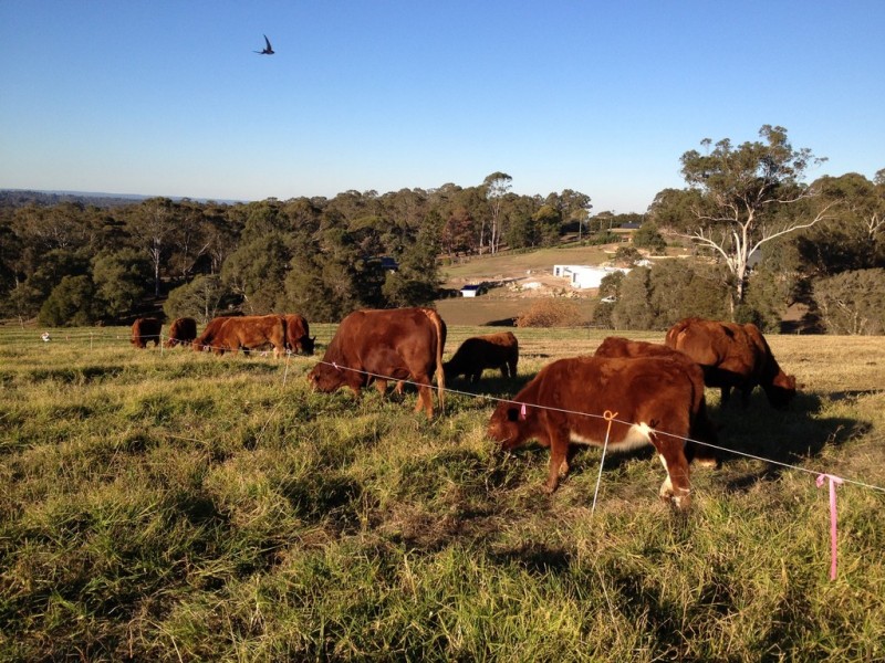 750 Grose Vale Road, Grose Vale NSW 2753