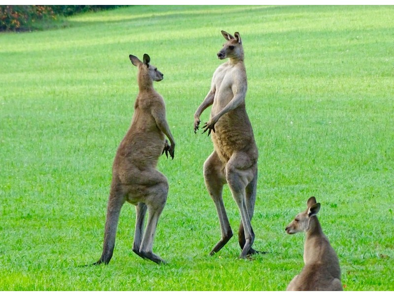 432 East Kurrajong Road, East Kurrajong NSW 2758