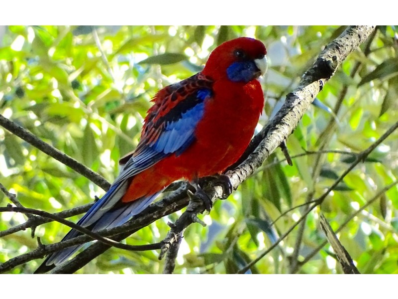 432 East Kurrajong Road, East Kurrajong NSW 2758