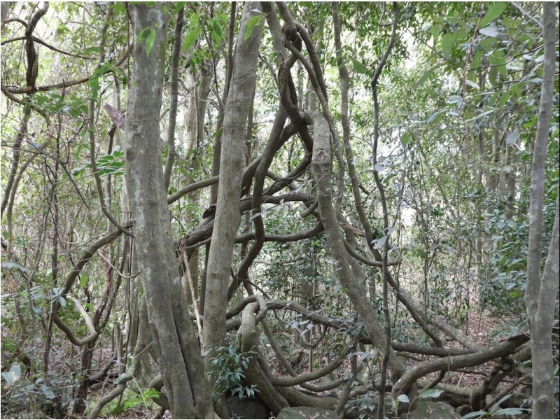 90 UPPER RAMBERT ROAD, Eudlo QLD 4554