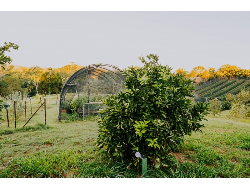 15 HILARY CRESCENT, Woombye QLD 4559