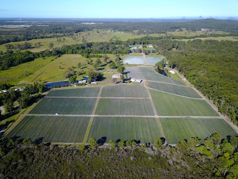 Palmview QLD 4553