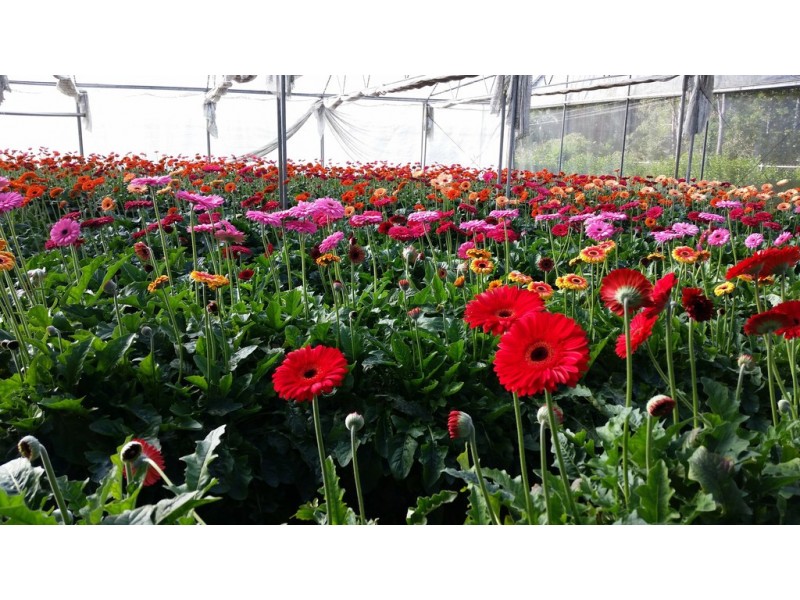 319 HIGHLANDS ROAD, Eudlo QLD 4554