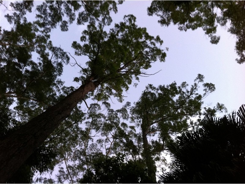 111A Kentish Road, Kiels Mountain QLD 4559