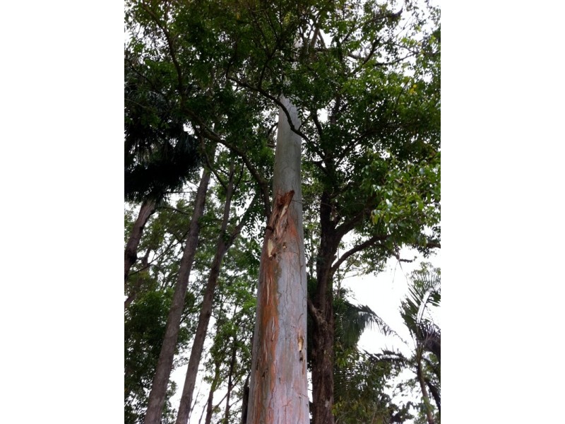 111A Kentish Road, Kiels Mountain QLD 4559