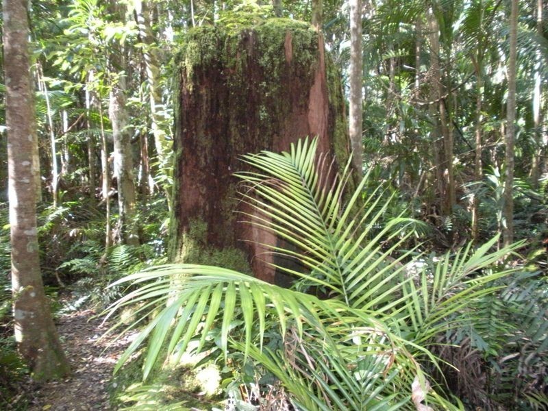 114 Diddillibah Road, Woombye QLD 4559