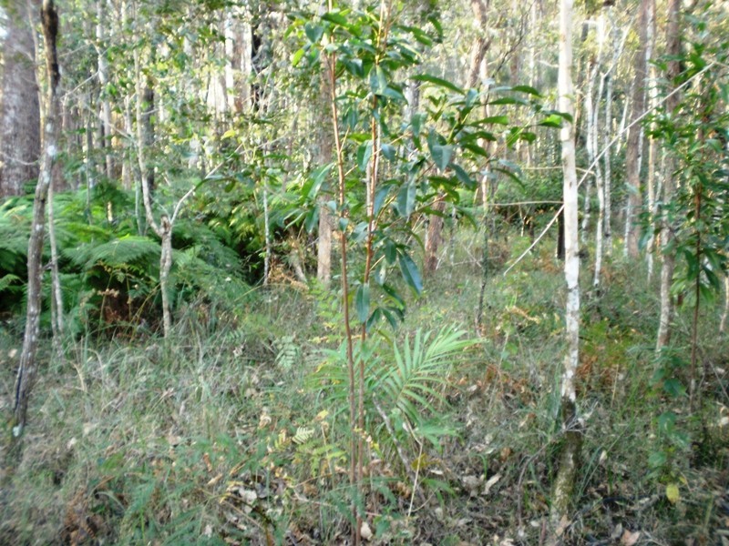 Lot 510 Mooloolah Connection Road, Mooloolah Valley QLD 4553