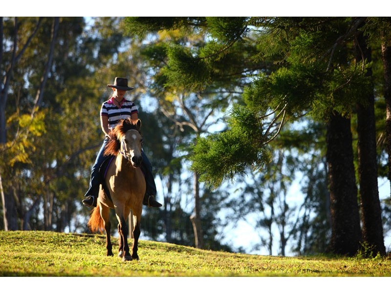 119 Shurvell Road, Palmwoods QLD 4555
