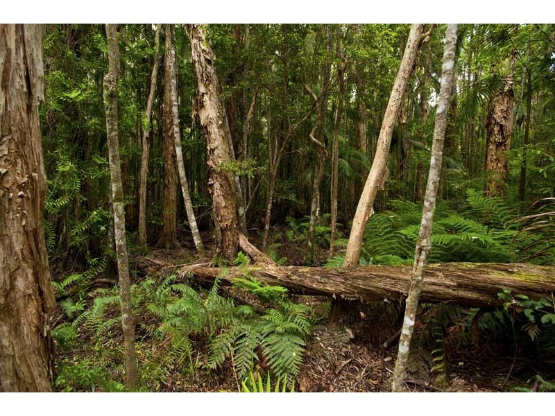 142 Winston Road, Palmwoods QLD 4555
