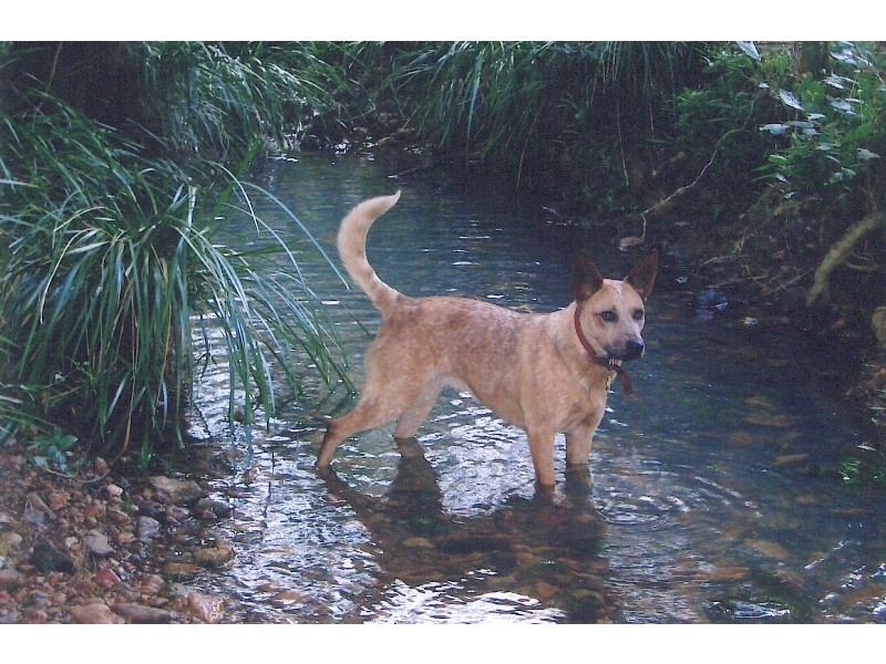 92-110 Oakey Creek Road, Gheerulla QLD 4574