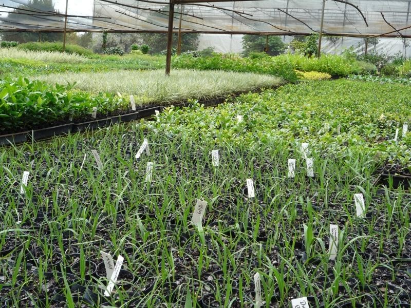 61 Tania Avenue, Palmwoods QLD 4555