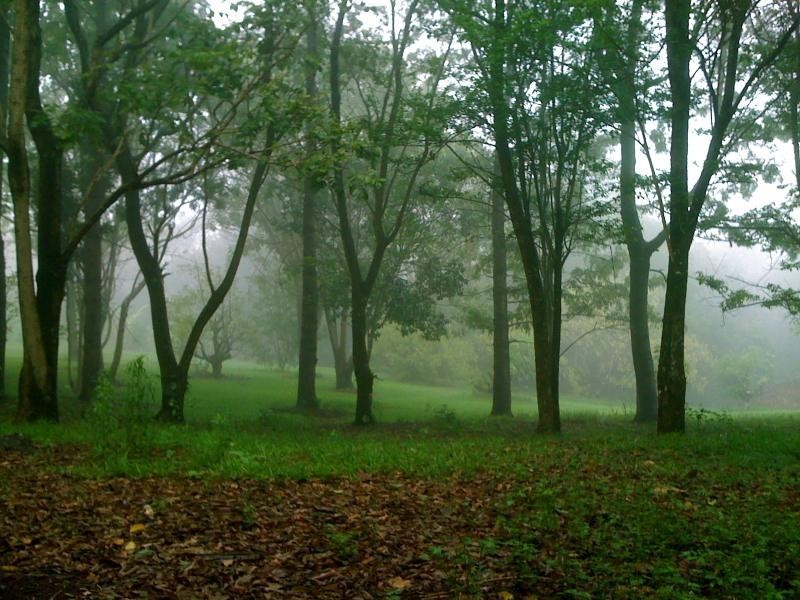 64 Mill Hill Road, Montville QLD 4560