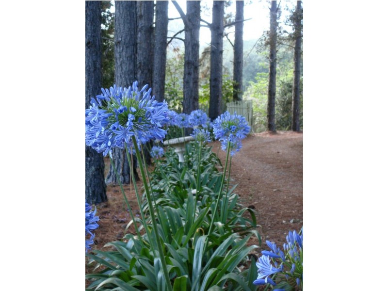 64 Mill Hill Road, Montville QLD 4560