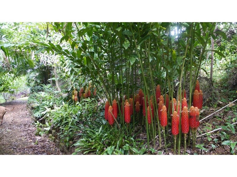 98 Macdonald Road, Palmwoods QLD 4555