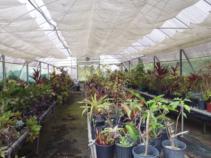 98 Macdonald Road, Palmwoods QLD 4555