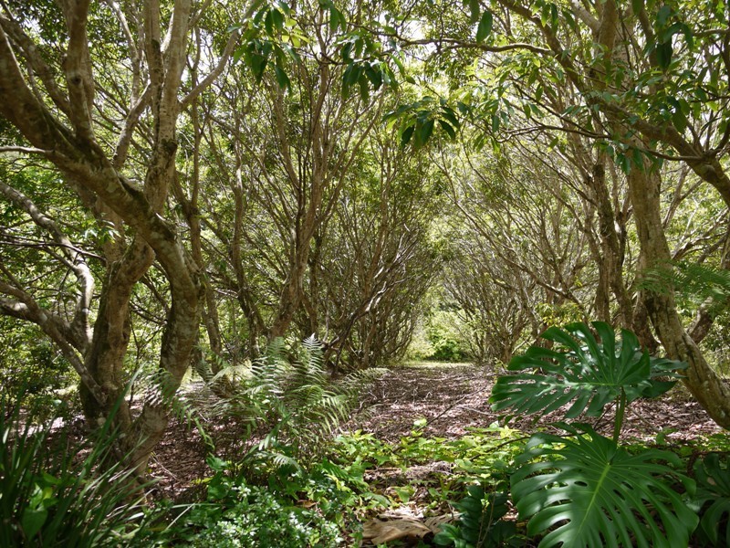 21 Wilson Road, Ilkley QLD 4554