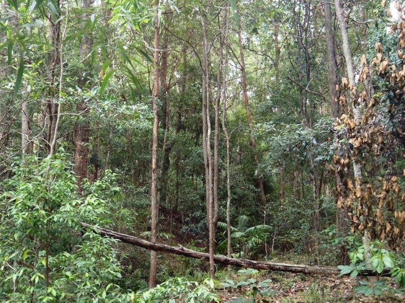 98 Macdonald Road, Palmwoods QLD 4555