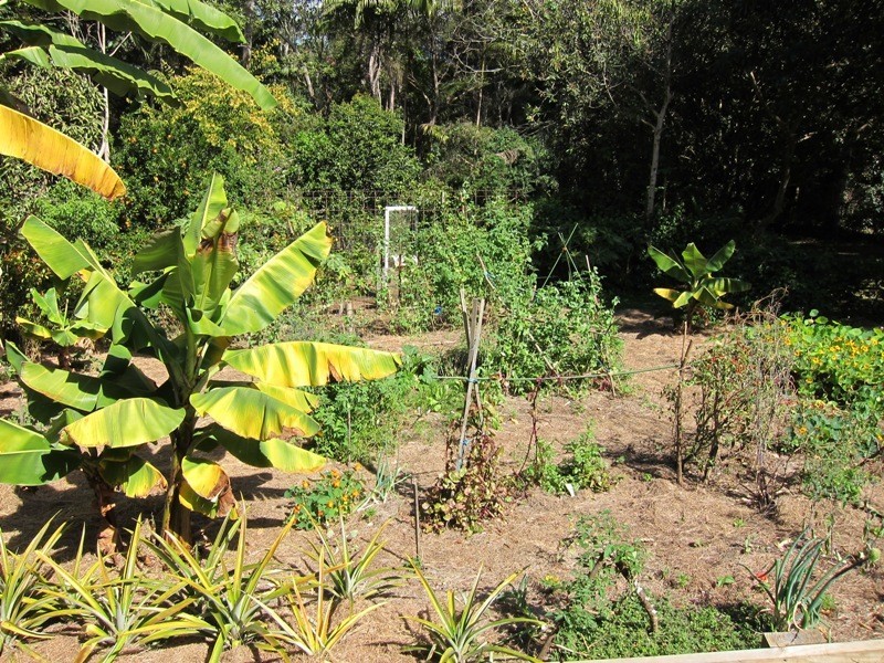 11 Churchill Street, Palmwoods QLD 4555