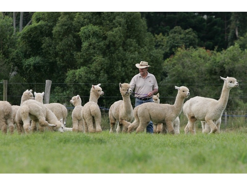 95 Jubilee Drive, Palmwoods QLD 4555