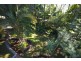 199 Panorama Drive, Rosemount QLD 4560