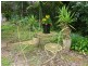 170 Lower Landershute Road, Palmwoods QLD 4555