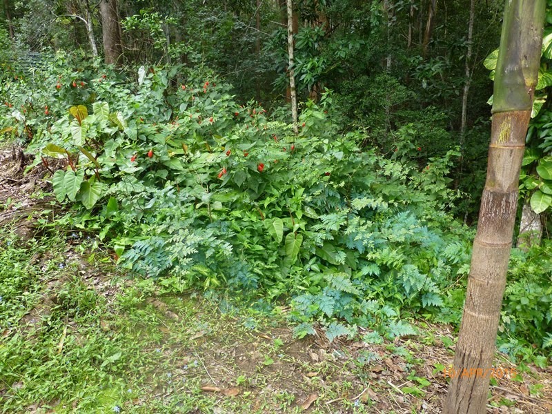 170 Lower Landershute Road, Palmwoods QLD 4555