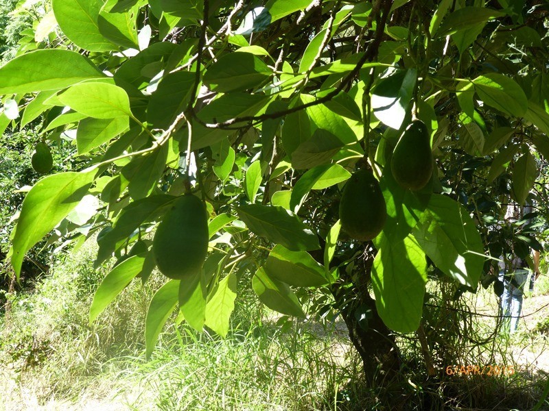 Lot 1 – 402 Upper Landershute Road, Palmwoods QLD 4555