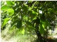 Lot 1 – 402 Upper Landershute Road, Palmwoods QLD 4555