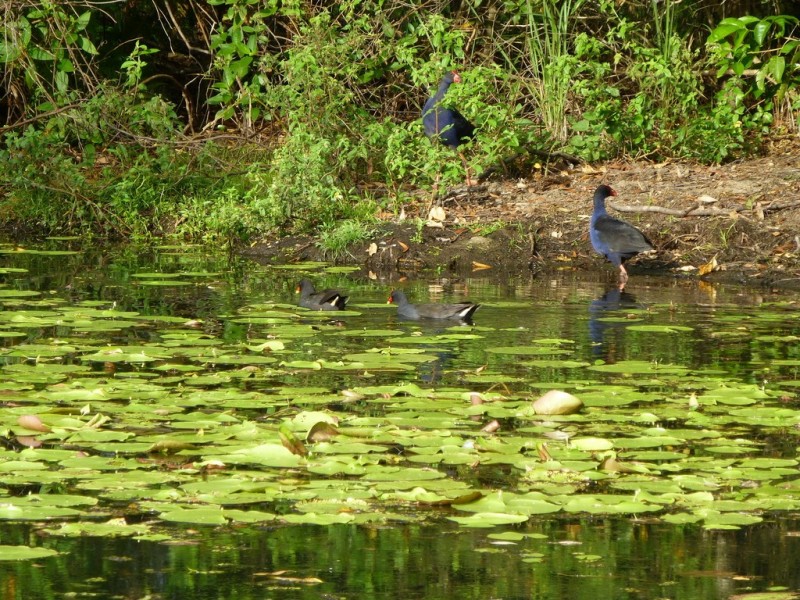 20 Rimmel Place, Palmwoods QLD 4555