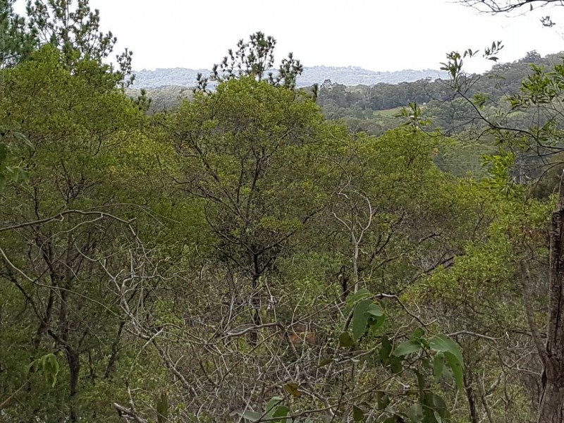 347 Palmwoods-Montville Rd, Palmwoods QLD 4555