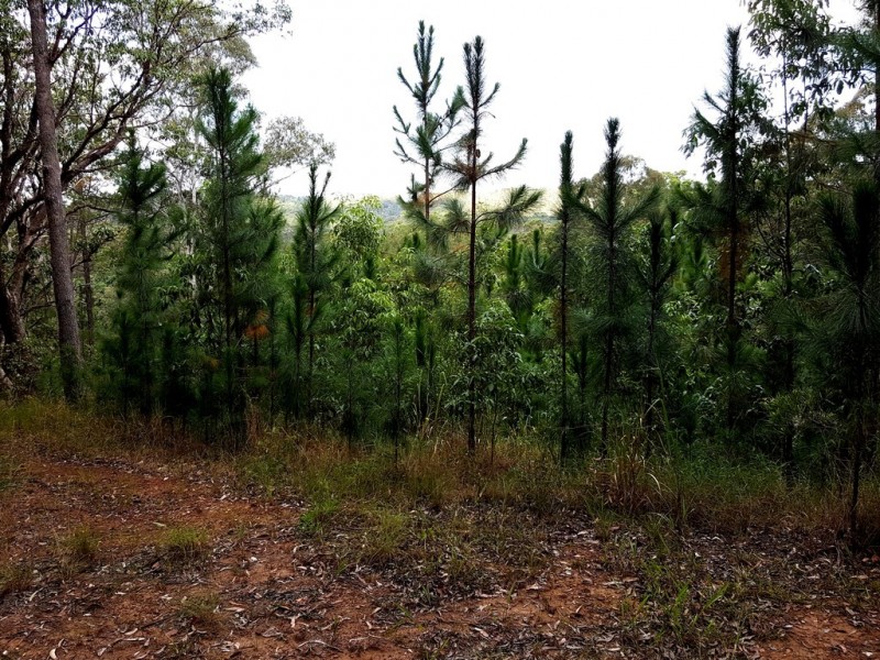 347 Palmwoods-Montville Rd, Palmwoods QLD 4555