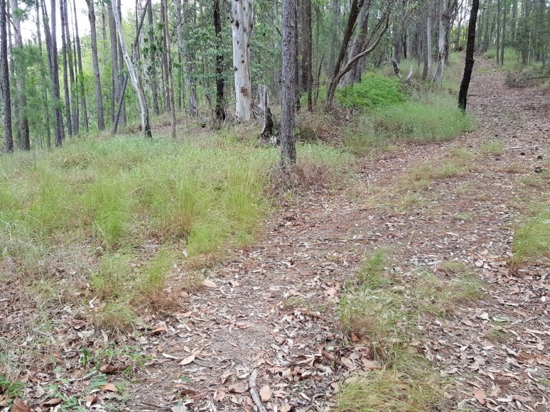 347 Palmwoods-Montville Rd, Palmwoods QLD 4555