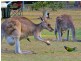 143 Burrum River Rd, Torbanlea QLD 4662