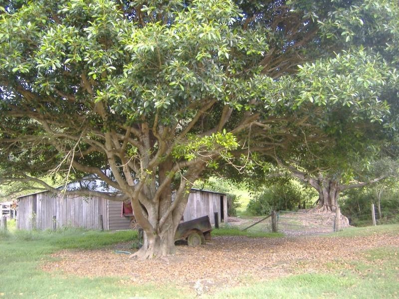 144 Mayfield Road, Cedar Creek QLD 4520