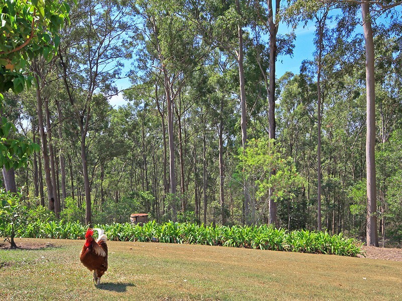 1004 Bunya Road, Draper QLD 4520