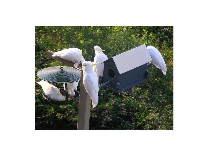 1049 Bunya Road, Draper QLD 4520