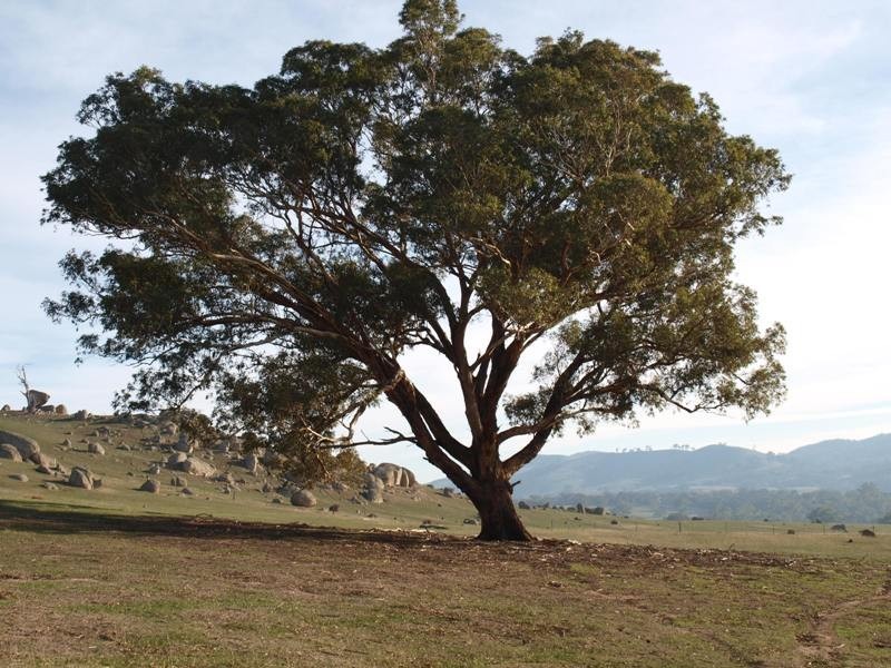 520 West Road, Pyalong VIC 3521