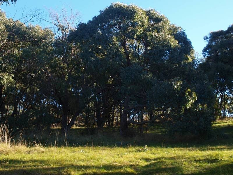 Lot 12 Sir Leo Curtis Drive, Wandong VIC 3758