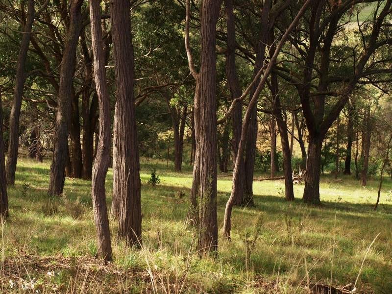 7 Sir Leo Curtis Drive, Wandong VIC 3758