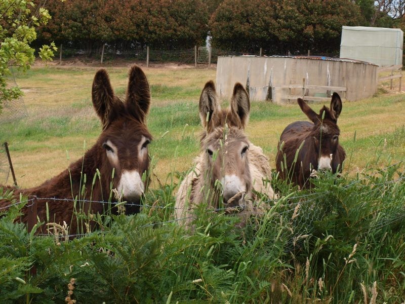 120 Reid Road, Broadford VIC 3658