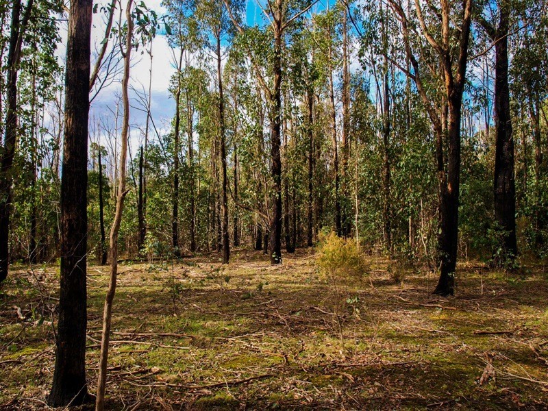Lot 7 Doctors Creek Road, Clonbinane VIC 3658
