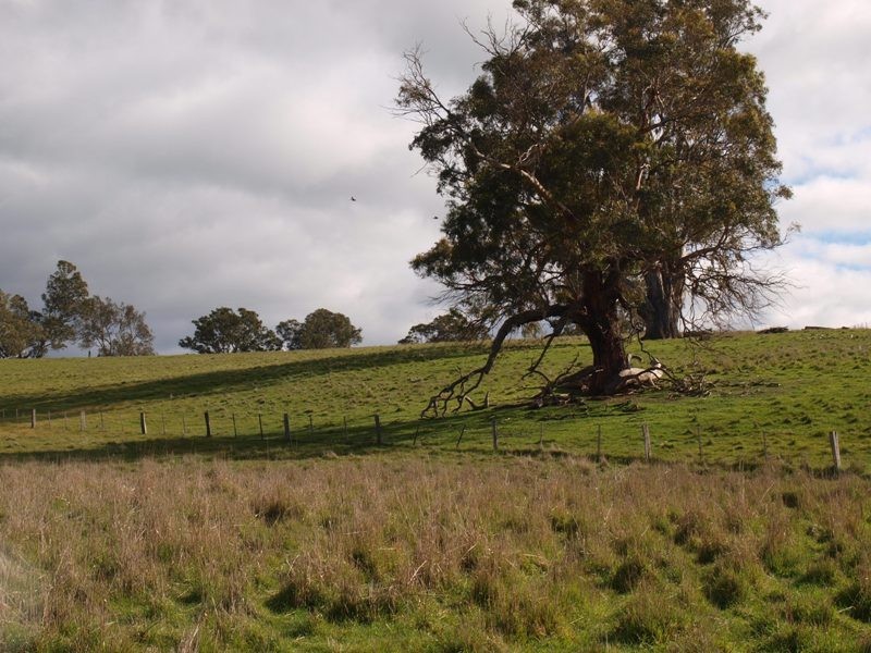 1505 Pyalong Lancefield Road, Pyalong VIC 3521