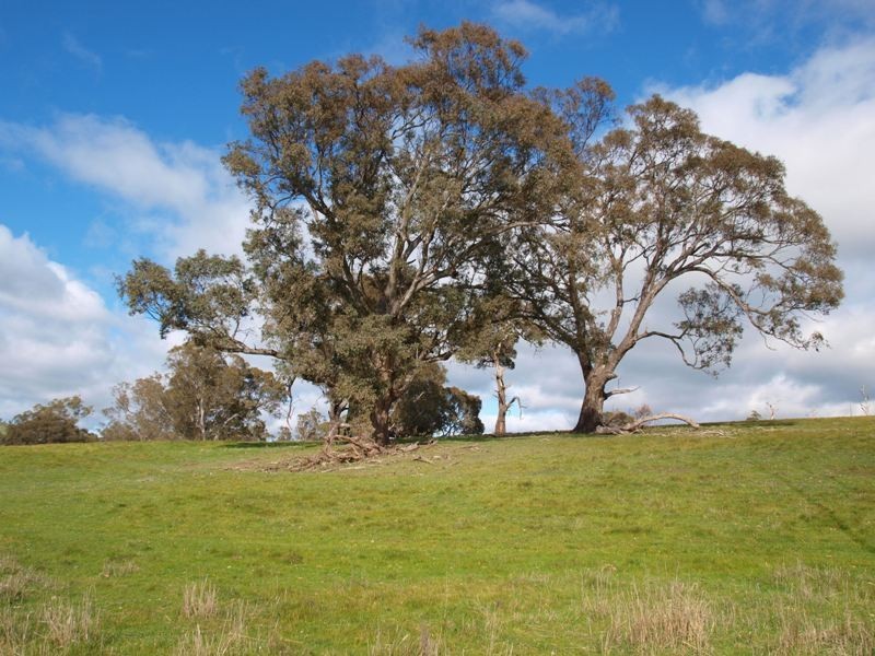 1505 Pyalong Lancefield Road, Pyalong VIC 3521