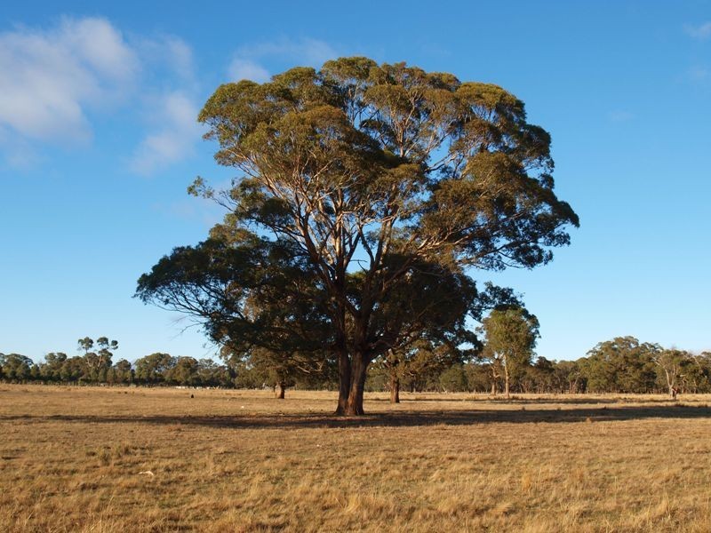 1 Kurkurac Court, Kilmore VIC 3764