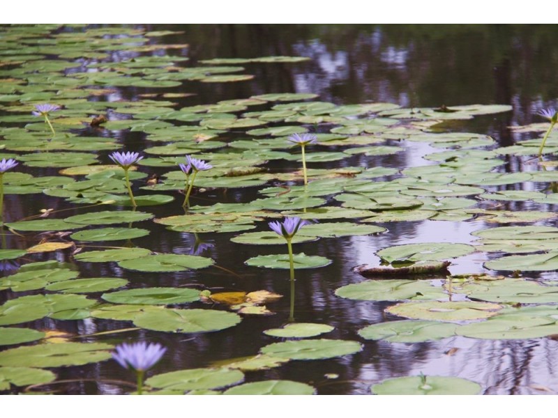 121 Hoopers Road, Curra QLD 4570